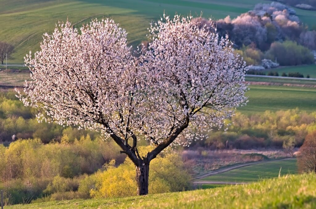 a tree, nature, heart-5255288.jpg