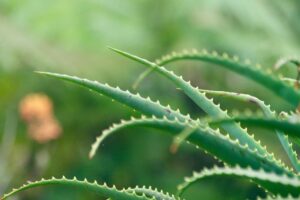 aloe vera, background, leaf-3348381.jpg