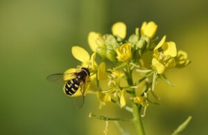 yellow mustard, mustard, insect-4686741.jpg